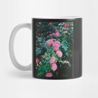 pink roses Mug